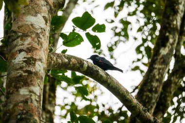 Beyaz kuyruklu bir Robin Fraser Tepesi 'ndeki bir ağaç dalına tünemişti. Bulanık doğa arka planında sevimli siyah kuş. Kuş gözlemciliği, Malezya 'da kuşçuluk