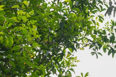 Yağmur ormanlarındaki ağaç dalında yağışlı yeşil yapraklar. Doğal taze bitki örtüsü. Taze duvar kağıdı konsepti. Bir sincap kuyruğunu gösterdi ve bir ağaç dalına saklandı.