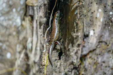 Ağaç deliğinde Benekli Orman Kayağı (Sthe Morphus praesignis). Fraser 's Hill Ormanı, Malezya' da ormanda saklanan benekli kertenkele. Scincidae familyasından bir kertenkele türü.