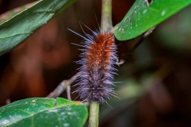 Ormandaki yemyeşil dallarda sürünen kaplan güvesi tırtılına yakın.