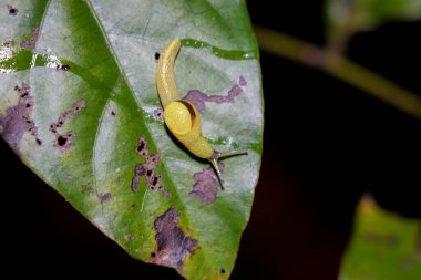 Uzun kuyruklu Semi-Slug (Ibycus rachelae) yaprağa tırmanıyor. Kabuksuz sarı salyangoz. Vahşi yaşam böceği