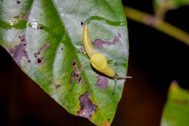 Uzun kuyruklu Semi-Slug (Ibycus rachelae) yaprağa tırmanıyor. Kabuksuz sarı salyangoz. Vahşi yaşam böceği