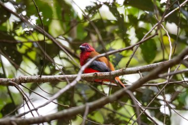Güzel kızıl başlı trogon kuşu (Harpactes erythrocephalus) doğada bir dala tünemektedir. Fraser Tepesi, Malezya