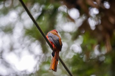 Güzel kızıl saçlı trogon kuşu (Harpactes erythrocephalus) Fraser 's Hill, Malezya' da bir kabloya tünemektedir.
