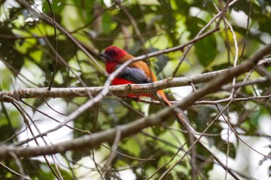 Güzel kızıl başlı trogon kuşu (Harpactes erythrocephalus) doğada bir dala tünemektedir. Fraser Tepesi, Malezya