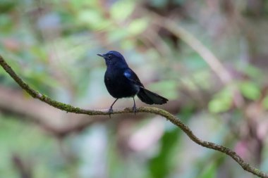 Beyaz kuyruklu bir Robin Fraser Tepesi 'ndeki bir ağaç dalına tünemişti. Bulanık doğa arka planında sevimli siyah beyaz kuş. Kuş gözlemciliği, Malezya 'da kuşçuluk
