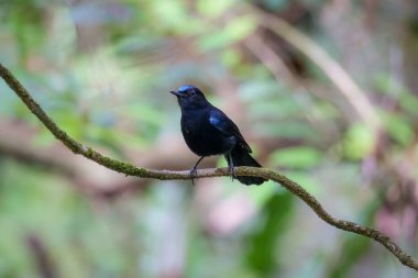 Beyaz kuyruklu bir Robin Fraser Tepesi 'ndeki bir ağaç dalına tünemişti. Bulanık doğa arka planında sevimli siyah beyaz kuş. Kuş gözlemciliği, Malezya 'da kuşçuluk