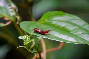 Düz Burunlu Buğday biti (Kabile Akratini). Brentidae, çoğunlukla xylophagous böceğinden oluşan kozmopolit bir ailedir. Yapraktaki bir hatayı kapat