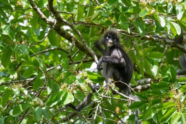 Karanlık yaprak maymunu veya gözlüklü langur (Trachypithecus obscurus) tropikal yağmur ormanlarındaki ağaçta oturur. Fraser Tepesi, Malezya