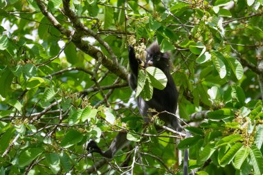 Alaca yaprak maymunu veya gözlüklü langur (Trachypithecus obscurus) tropikal yağmur ormanlarındaki ağaçtaki yaprakları ve çiçekleri yer. Fraser Tepesi, Malezya