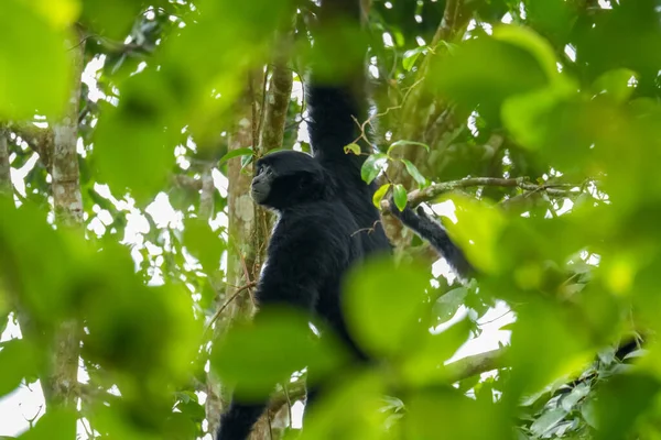 Portrait Singe Siamang Balançant Dans Arbre Gibbon Arboricole Fourrure Noire — Photo
