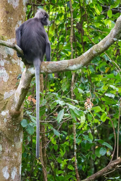 Scimmia Dalle Foglie Scure Langur Dagli Occhiali Trachypithecus Obscurus Seduta — Foto Stock