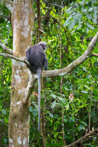 Macaco Folha Escura Lângur Óculos Trachypithecus Obscurus Sentado Árvore Floresta — Fotografia de Stock