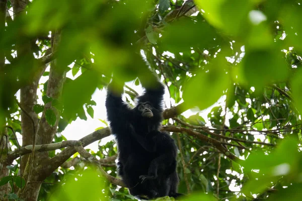 Mère Siamang Occupe Allaite Bébé Sur Arbre Gibbon Fourrure Noire — Photo