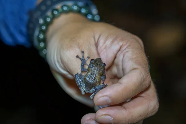 Human holds in hand catching Pied warty frog (Theloderma asperum). Hill garden bug-eyed frog, bird poop frog. Outdoor nature exploring