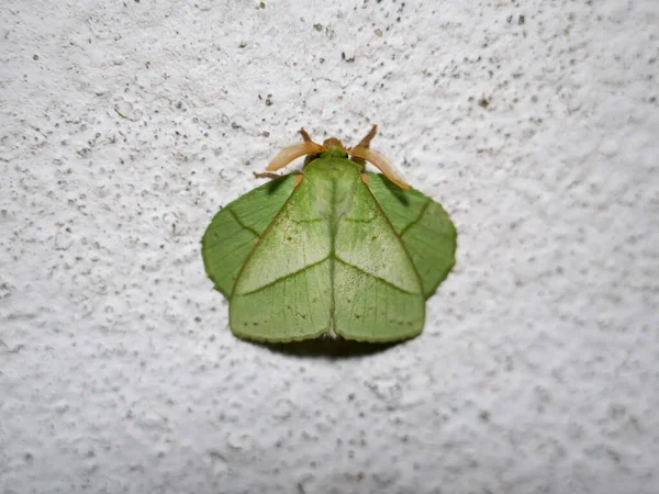 Close Green Trabala Pallida Moth Roseapple Caterpillar Moth Small Tent — Stock Photo, Image