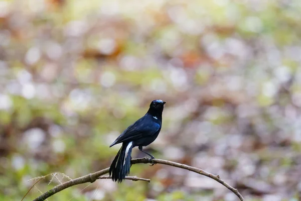 White Tailed Robin Perched Tree Branch Fraser Hill Cute Black — Stock Photo, Image