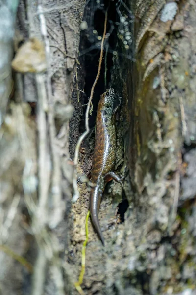 木の穴にブロッチされた森のスキンク スフィノモルフォス プラシニス マレーシアのフレーザーの丘の森で木に隠れているトカゲを見つけた 家族のトカゲの種 シンシウス科 — ストック写真