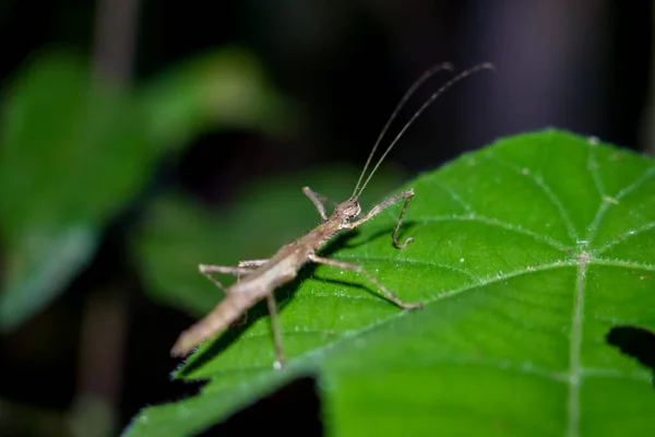 Samice Přilepit Hmyz Listy Přírodním Pozadí Chodící Hmyz Brouci Brouci — Stock fotografie
