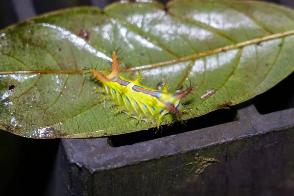 Blisko Ujęcia Ćmy Gąsienicy Ślimakowej Liściu Gąsienica Pokrzywy Cup Moth — Zdjęcie stockowe
