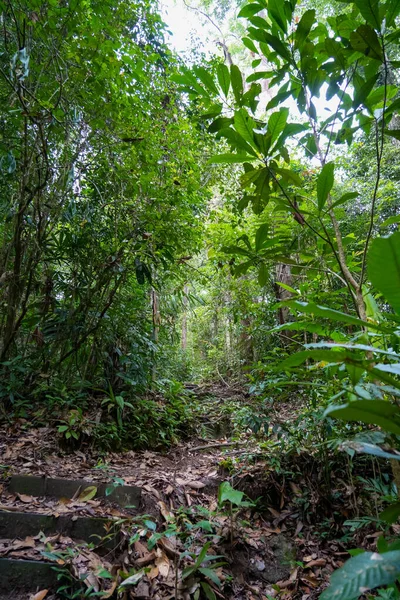 Tropical Rainforest. Hiking trail in Fraser\'s Hill Forest, Malaysia. A pathway in jungle surrounded by green bushes and leaves. Lush foliage in tropical climate