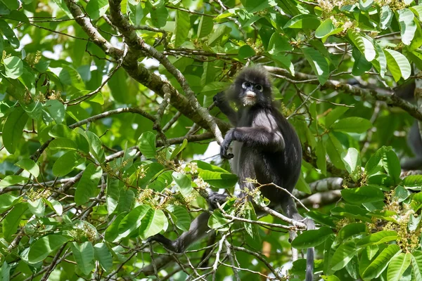 在热带雨林的树上 昏暗的叶猴或戴眼镜的落叶猴 Trachypithecus Obscurus 坐在树上 马来西亚弗雷泽山 — 图库照片