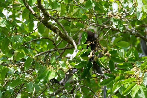 열대우림의 앉아있는 두스키 원숭이 뚜렷한 랑구르 Trachypithecus Obscurus 프레이저스 말레이시아 — 스톡 사진