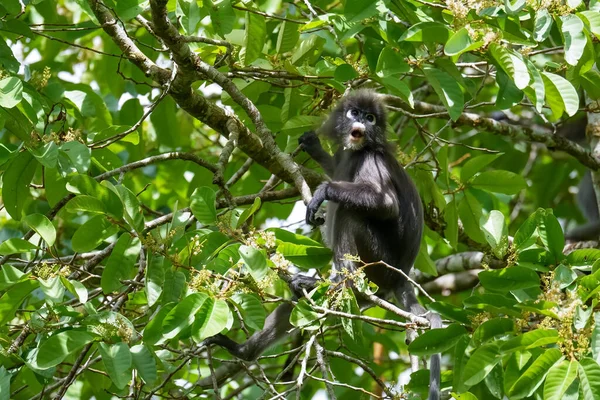 Dusky Leaf Monkey Spectacled Langur Trachypithecus Obscurus Siedzi Drzewie Tropikalnym — Zdjęcie stockowe