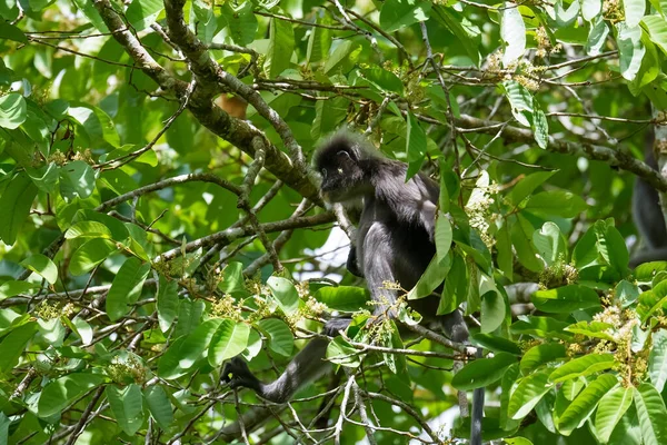 在热带雨林的树上 昏暗的叶猴或戴眼镜的落叶猴 Trachypithecus Obscurus 坐在树上 马来西亚弗雷泽山 — 图库照片