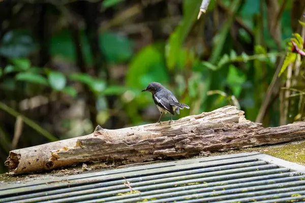 Oriental Magpie Robin Copsychus Saularis Sobre Madeira Podre Ramo Belo — Fotografia de Stock