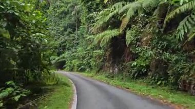 Yağmur ormanlarında dolambaçlı ve dar bir yolda ilerliyoruz. Otomobil dağ yolunda her iki tarafında sık yapraklı ağaçlar olan doğa koruma alanı orman ormanlarında yol alır.