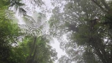 Düşük açılı sisli orman ağaçları manzarası. Sisli havalarda gökyüzüne karşı tropikal yağmur ormanlarının iç kısımlarına bakıyoruz. Fraser 's Hill, Malezya' daki mistik orman