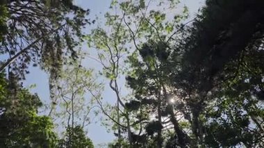 Güneş ışığıyla yemyeşil ağaçların dipten görünüşü. Rüzgarda savrulan ağaç dallarına ve yapraklara bakıyorum. Orman ağacı rüzgarda sallanıyordu.