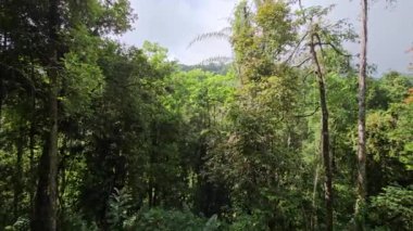 Dağ ağacı tepelerinden bir manzara. Güneşli bir yaz gününde yeşil orman ağaçları. Hava manzaralı tropikal yağmur ormanları. Bereketli yeşil orman manzarası