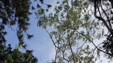 Hızlı hareket eden beyaz bulutlar, yüksek bir rüzgarda sallanan ağaç tepeleriyle mavi bir yay gökyüzüne doğru ilerliyorlar. Rüzgarda savrulan uzun ağaçlardan yukarı bakıyorum. Düşük açı görünümü
