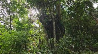 Orman ağaçları güneş ışınları ormana düşer. Güneş ışığı, tropikal yağmur ormanlarının tepe örtüsüne nüfuz eder. Sabahları ağaç gövdelerinde parlayan güneşli yeşil ormanlık. Güneş parlaması