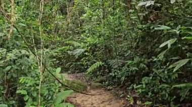 Yeşil çalılar, yapraklar ve eğreltiotlarıyla çevrili tropikal ormanın ortasında gizemli bir patika. Yeşillik yağmur ormanlarında yürüyüş yolu