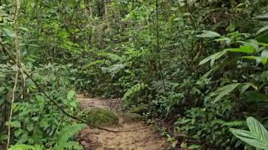 Yeşil çalılar, yapraklar ve eğreltiotlarıyla çevrili tropikal ormanın ortasında gizemli bir patika. Yeşillik yağmur ormanlarında yürüyüş yolu