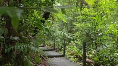 Verimli yeşil ormanda ahşap güverte yolu. Tropikal yağmur ormanlarında sahil yolu. Yoğun yeşillikte ahşap köprü. Ormanı keşfediyorum.