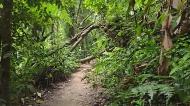 Yeşil çalılar, yapraklar ve eğreltiotlarıyla çevrili, orman yolunun ortasında düşmüş bir ağaç gövdesi. Ormanda ya da yemyeşil bitkilerle dolu yağmur ormanlarında yürüyüş yolu ya da patika.