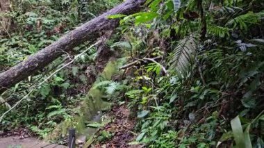 Bereketli bir orman boyunca uzanan sakin bir doğa yolu devrilmiş bir ağaç tarafından engellenir. Yağmur ormanlarında sık yapraklarla dolu bir ağaç gövdesi ormana düştü. Çekim