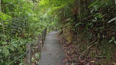 Yeşil ormandaki ahşap bir güvertede yürüyorum. Tropikal yağmur ormanları boyunca sahil yolunda yürüyen yürüyüşçülerin POV 'u. Ormanı keşfediyorum.