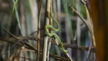 Sabah Bambu Pitviper (Trimeresurus sabahi) kuru bir ağaç dalında sürünüyor. Yağmur ormanlarında yeşil çıngıraklı yılan, Fraser Tepesi, Malezya. Zehirli zehirli yılan türü.