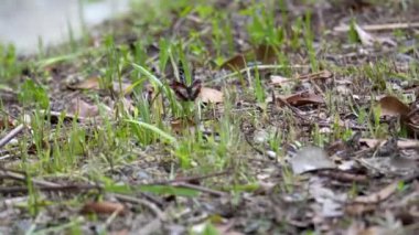 Chestnut Tiger Butterfly (Parantica sita) yerden beslenir. Çimlerin üzerinde uçan kelebeği yakından çek. Böcek ya da böcek