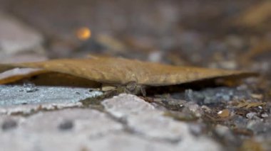 Kuru yaprak güvesi (Sphingognatha asclepiades), Eupterotidae familyasından yerde yatan ölü bir yaprağı taklit eder. Ölü yaprak kelebeğini kapat