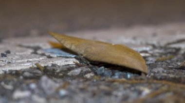 Kuru yaprak güvesi (Sphingognatha asclepiades), Eupterotidae familyasından yerde yatan ölü bir yaprağı taklit eder. Ölü yaprak kelebeğini kapat