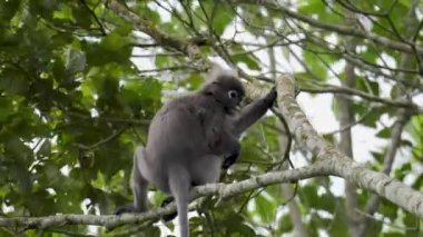 Tropikal yağmur ormanlarındaki bir ağaç dalında oturan siyah yaprak maymunu. Gözlüklü langur (Trachypithecus obscurus) Malezya Ulusal Parkı 'nda yiyecek arayabilir