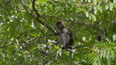 Esmer yaprak maymunu (Trachypithecus obscurus) ağaç dalında besleniyor ve oturuyor. Gözlüklü langur yemek için yaprakları ve çiçekleri topluyor. Malezya 'da vahşi yaşam