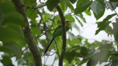 Uzun kuyruklu Broadbill (Psarisomus dalhousiae) tropikal yağmur ormanlarındaki bir dalda besleniyor ve tünemektedir. Ormanda ağaçta böcek yiyen renkli bir kuş. Fraser Tepesi, Malezya