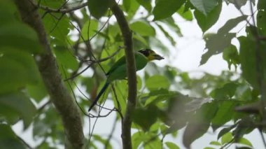Uzun kuyruklu Broadbill (Psarisomus dalhousiae) tropikal yağmur ormanlarındaki bir dalda besleniyor ve tünemektedir. Ormanda ağaçta böcek yiyen renkli bir kuş. Fraser Tepesi, Malezya